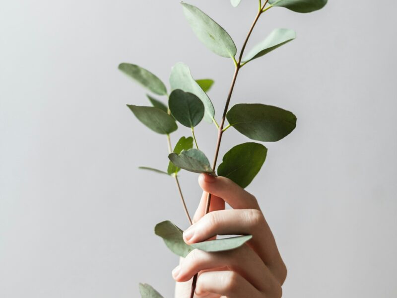 Bay laurel Cutting available