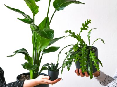 Multiple plants available for swapping