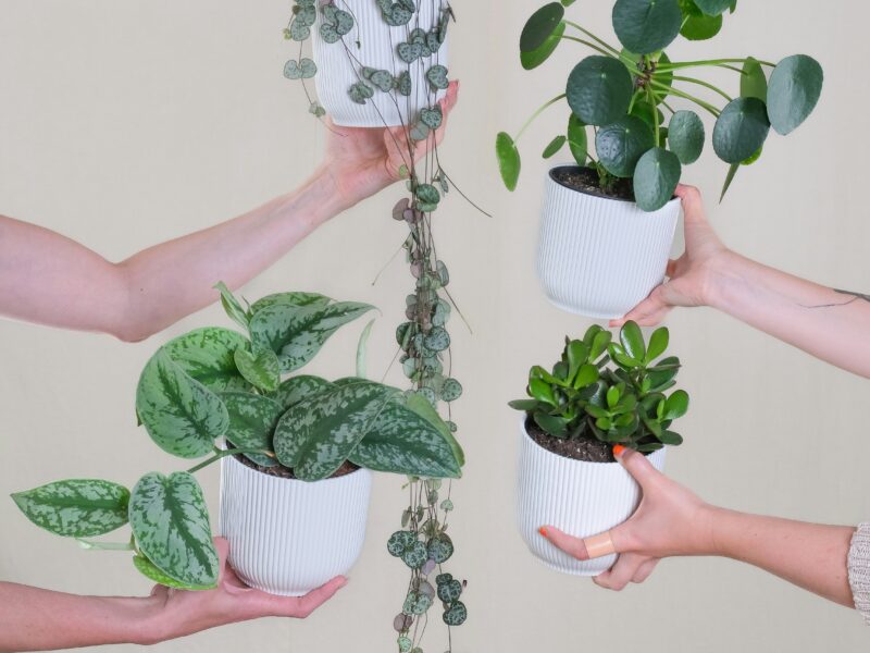 Multiple plants available for swapping