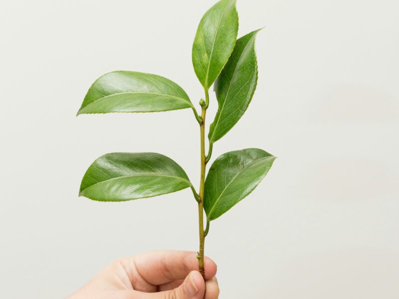 Bay laurel Cutting available