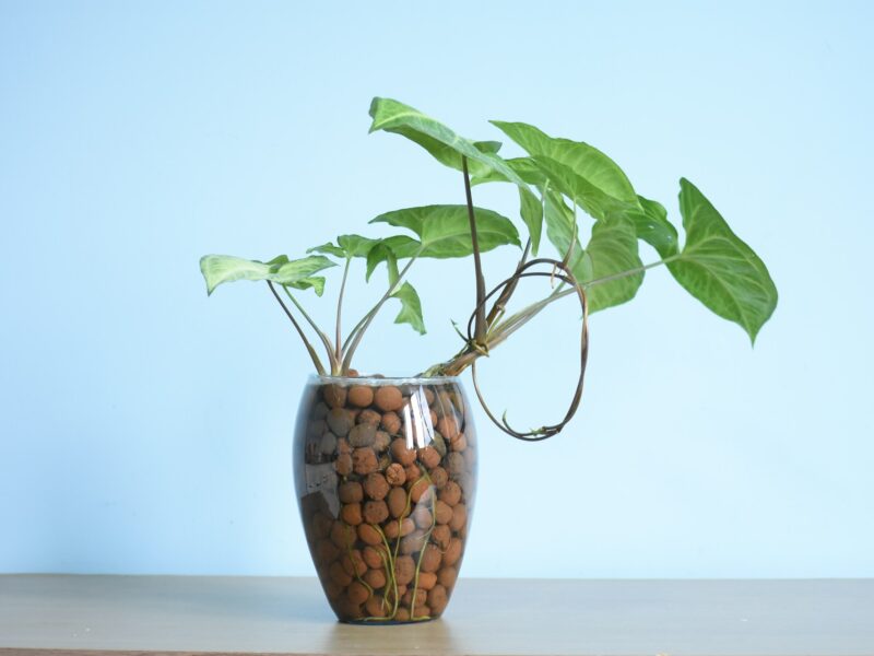 Syngonium rooted by water
