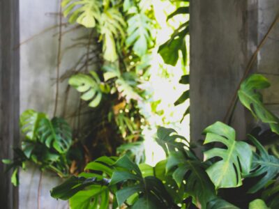 Sharing my overgrown Monstera for free