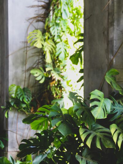 Rehomed & Overgrown Plants