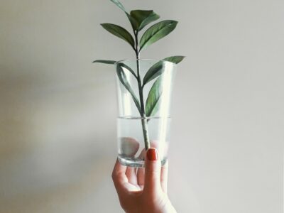 Bay laurel Cutting available