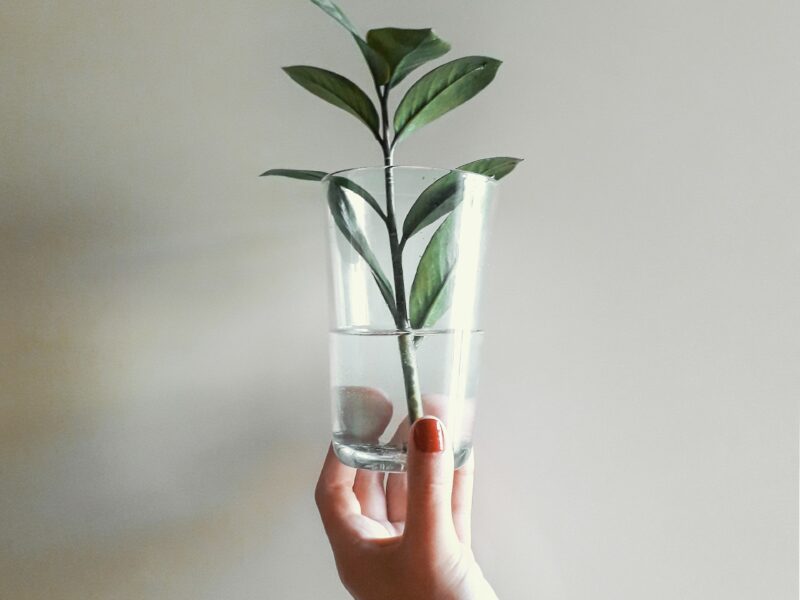Bay laurel Cutting available