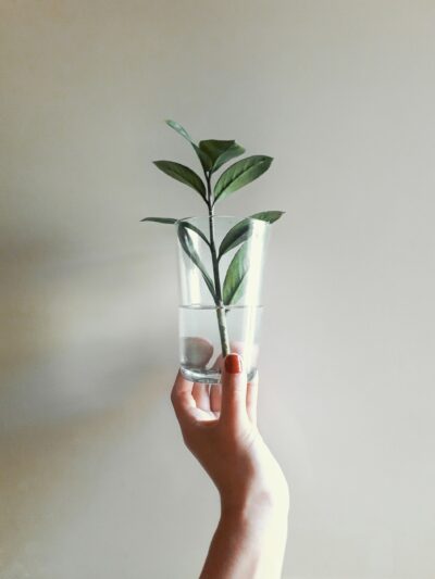Plant Cuttings & Propagations