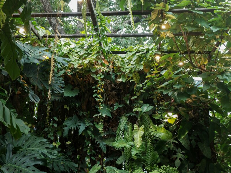 Sharing my overgrown Monstera for free