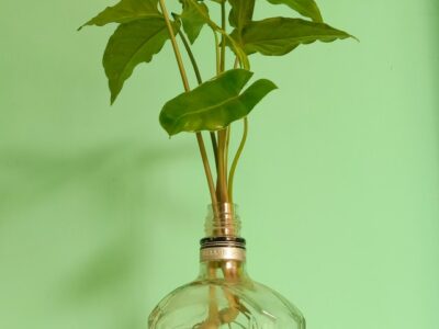 Syngonium rooted by water