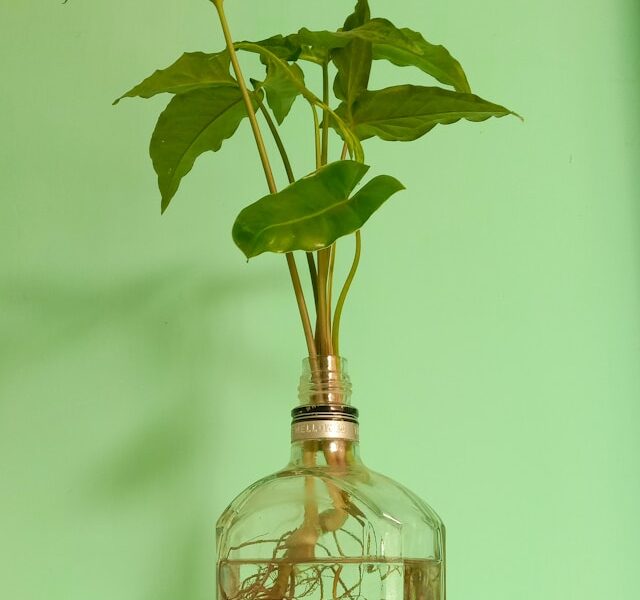 Syngonium rooted by water