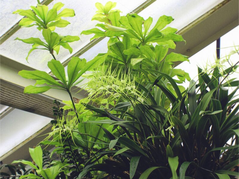 Sharing my overgrown Monstera for free