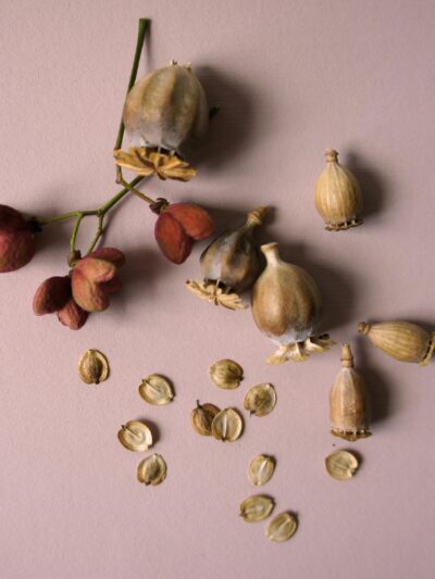 Seeds & Saplings