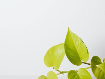 Golder Patho Cuttings Available