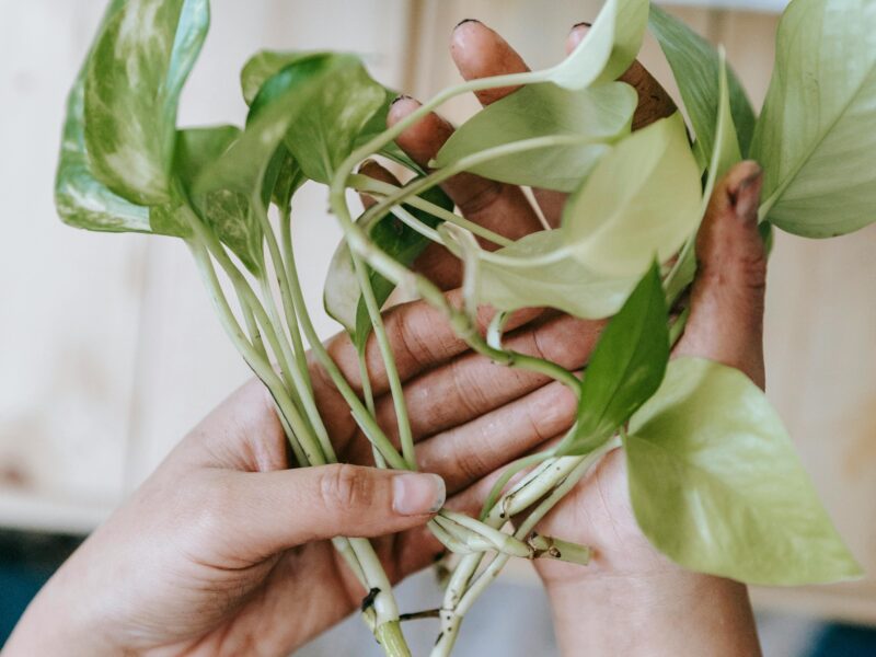 Golder Patho Cuttings Available